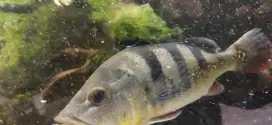 Ikan predator peebas
