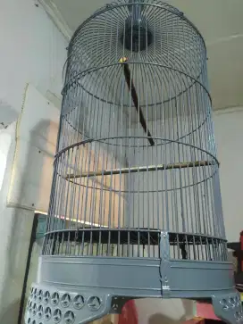Kandang burung love bird