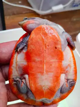 Kura dada merah 7,5 cm