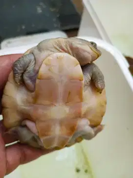 Kura dada putih 8cm