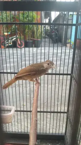 Bekas masteran semua