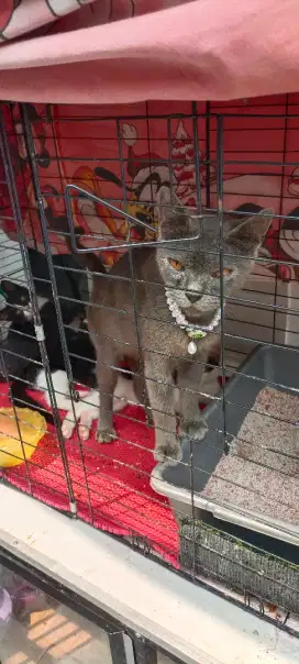 BSHXDOMESTIK 4ANAK KUCING TUKSEDO