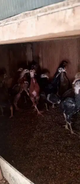 Ayam kampung asli