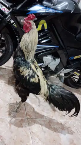 Jual ayam Bangkok