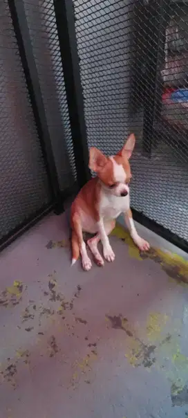 Chihuahua jantan puppy