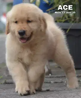 Golden ret jantan •ACE•