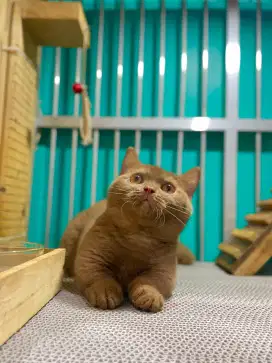 Bsh minchkin cinamon gopd looking