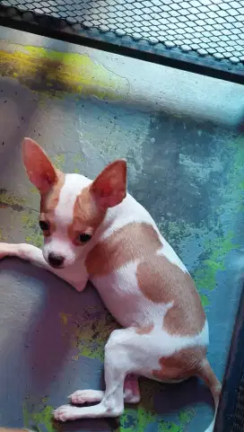 Chihuahua puppy jantan