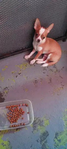 Chihuahua puppy jantan
