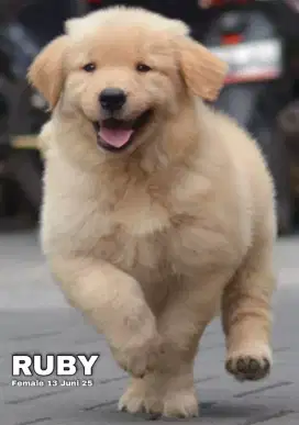 Golden ret betina •RUBY•