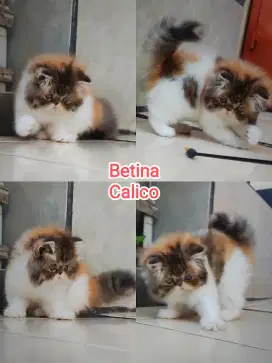Kitten Peaknose Betina Calico