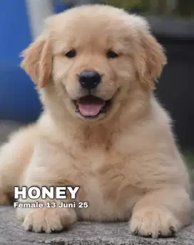 Golden ret betina •HONEY•
