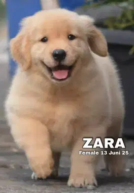 Golden ret betina •ZARA•