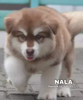 Alaskan malamute red betina •NALA•