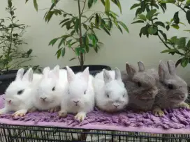 Kelinci netherland dwarf