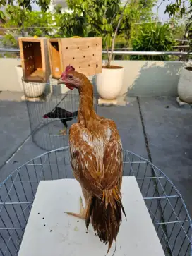 Ayam Ekor Lidi Wilah