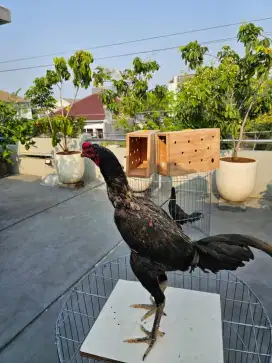 Ayam Mangon Bulu Biang