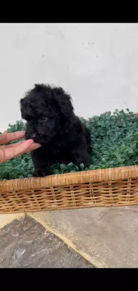 Poodle black blue eye stb vaksin