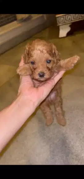 Poodle red stb vaksin