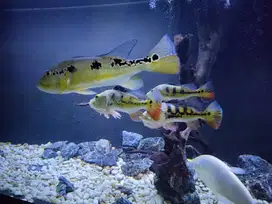 Paket Peacock Bass 4 Ekor Pinima & Mono
