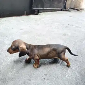 Puppy Tekel / Dachshund