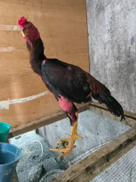 Ayam Bangkok usia 5 bulanan bisa bawa tes
