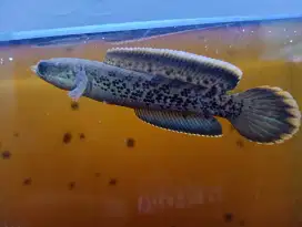 Ikan channa stewarti