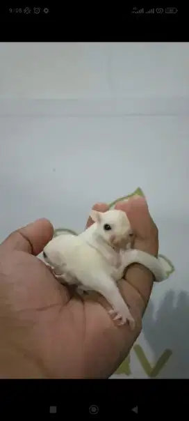 Anak Sugar Glider Leucistic Putih