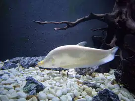 b.e.l.i.d.a bangkok albino 40 - 50 cm