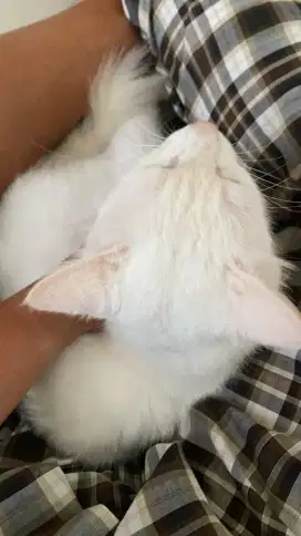 Free Adopt Kucing