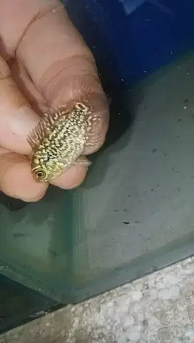Louhan kamfa f2