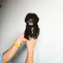 silver poodle tiny toy no reseller