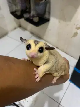 Sugarglider siap adopsi
