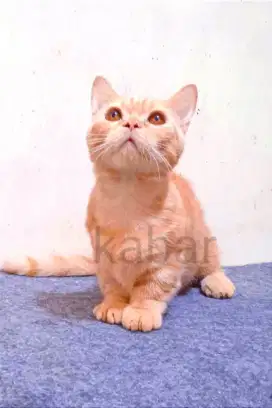 Kucing British Munchkin Cebol