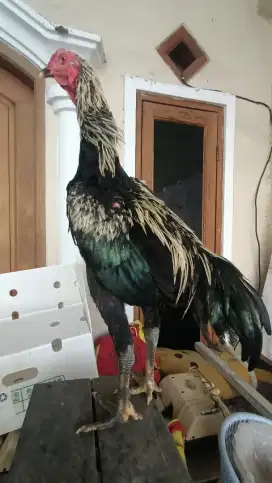 Ayam Hayam aduan