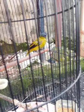Di jual burung kutilang sutera