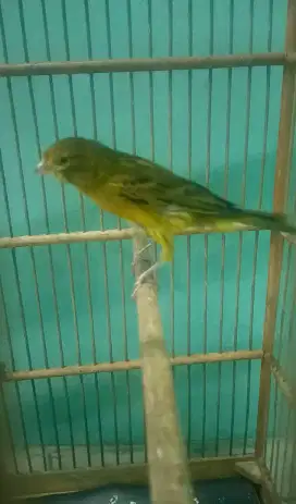 Kenari ijo botol