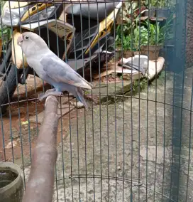 Burung lovebird (harga nett)