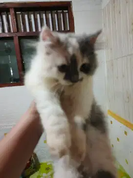 Dijual Kucing Persia 3 warna usia 3,5bln