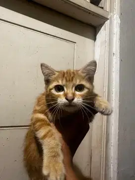 Kucing persia keturunan kampung