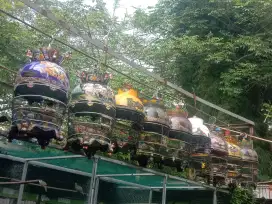 Jail burung perkutut
