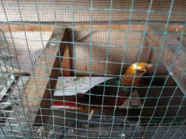 Ayam PHEASANT sepasang