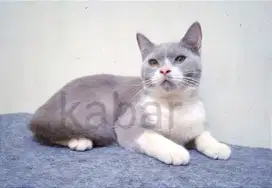 Kucing British BSH non ped jantan