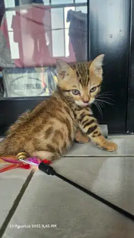 Kitten kucing lucu ras