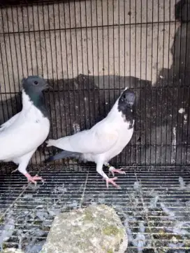 burung dara merpati songkop sepasang