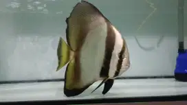 Ikan hias platak jumbo brakish fish