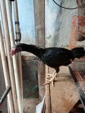 Cewan ayam birma