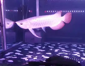 Arwama sr uk 37 cm .