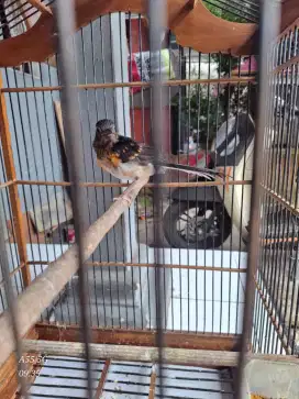 Di jual murai medan