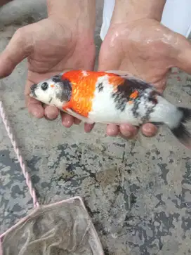 IKAN KOI SHOWA UKURA -+35CM